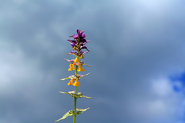 Image showing foalfoot on cloudy background