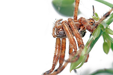 Image showing red spider on winter window