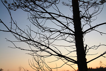 Image showing dry aging pine on blue background