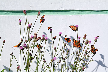 Image showing red butterflies on flowerses on wall background