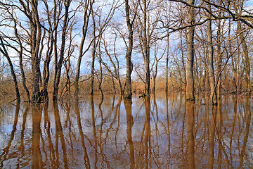 Image showing spring flood in oak wood