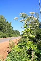 Image showing high hogweed near rural road