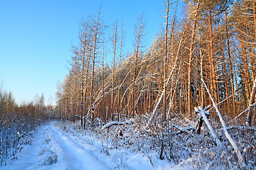 Image showing aging rural road in pine wood 