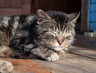 Image showing sleeping cat on dirty floor