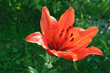 Image showing red flower in rural garden