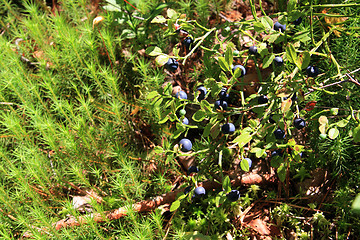 Image showing ripe whortleberry in autumn wood