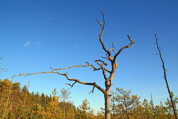 Image showing dry aging pine on blue background