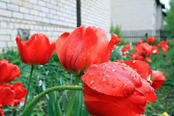 Image showing red tulips in summer garden