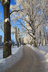 Image showing snow tree in town park