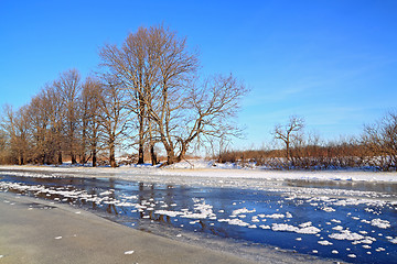 Image showing oak wood on river coast