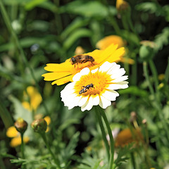 Image showing insect on chrysanthemum in garden