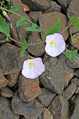 Image showing flowerses on stone