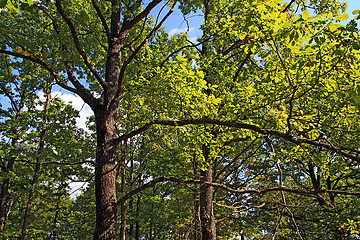 Image showing oak branches in autumn wood