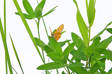 Image showing butterfly on herb on white background