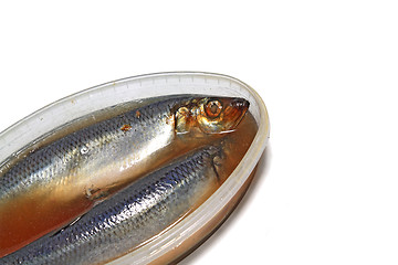 Image showing salty herring on white background