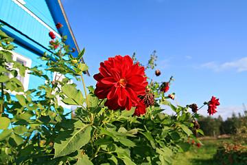 Image showing red flowerses near rural building