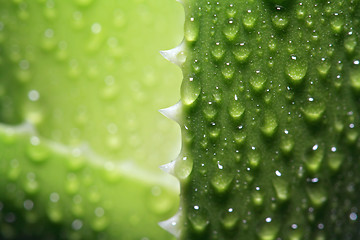 Image showing dripped water on sheet aloe