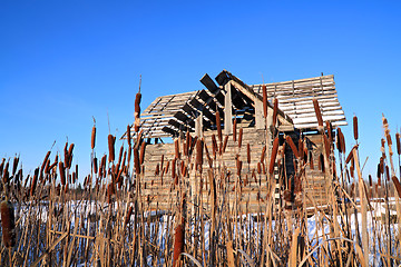 Image showing bulrush near wooden rural building