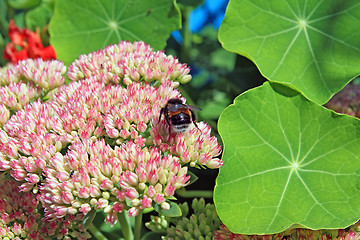 Image showing hornet on autumn flowerses