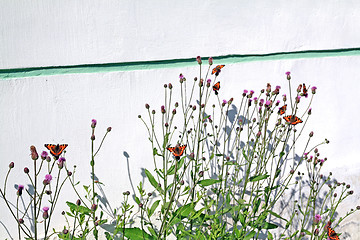 Image showing red butterflies on wall background 