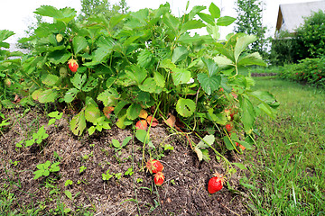 Image showing red strawberries in rural vegetable garden