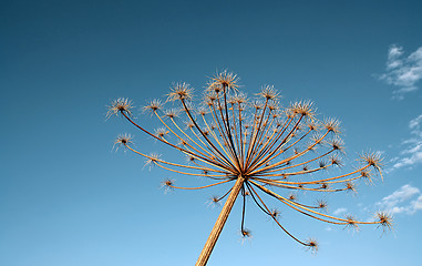 Image showing hogweed 