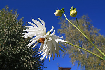 Image showing  dahlia on background blue sky