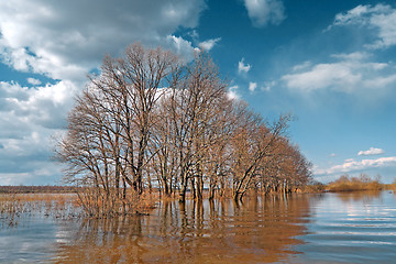 Image showing spring flood in oak wood