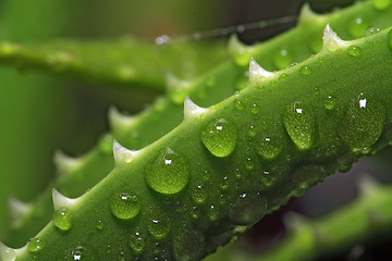 Image showing dripped water on sheet aloe