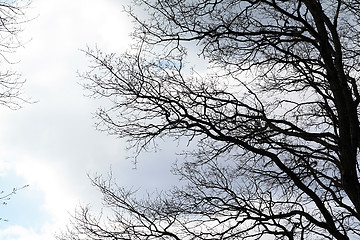 Image showing tree silhouette on cloudy background