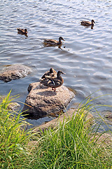 Image showing duck on stone near river