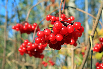 Image showing red berries of the viburnum on branch