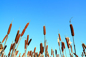 Image showing marsh bulrush on celestial background