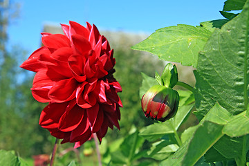 Image showing red dahlia on green background