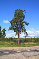 Image showing green pine near rural road