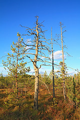 Image showing dry aging pine on blue background