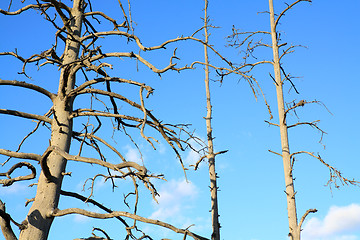 Image showing dry aging pine on blue background