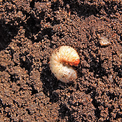 Image showing bug maggot on brown land