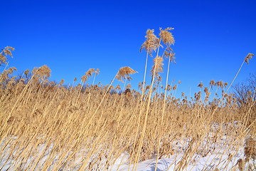 Image showing dry herb in snow