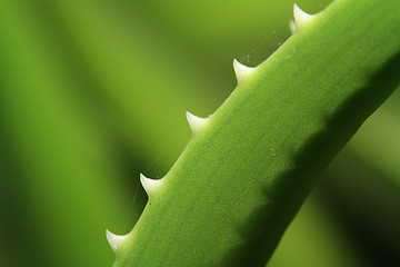 Image showing aloe sheet