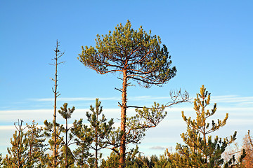 Image showing dry aging pine on blue background