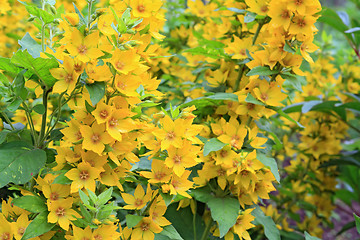 Image showing yellow flowerses in rural garden