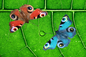 Image showing two butterflies on wood background