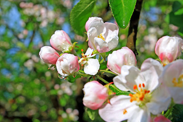 Image showing flowerses to aple trees 