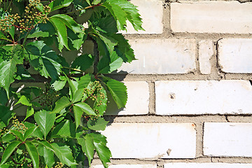 Image showing wild grape on brick wall