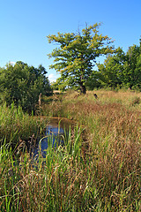 Image showing big oak near autumn marsh