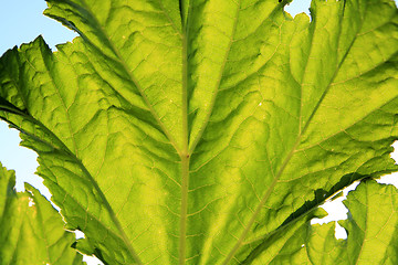 Image showing green sheet on blue background