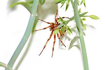 Image showing red spider on winter window