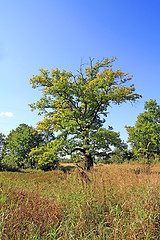 Image showing big oak on autumn field