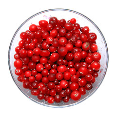 Image showing cranberry in plate on white background